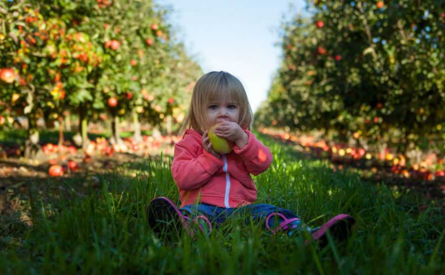 Minden napra egy alma, avagy miért ez a leghasznosabb gyümölcsünk